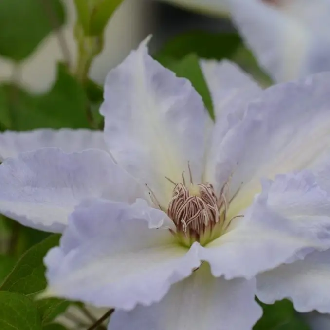Tranquilite Evipo111 Clematis