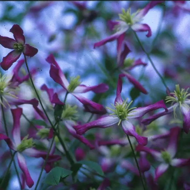 Triternata Rubro Marginata Clematis