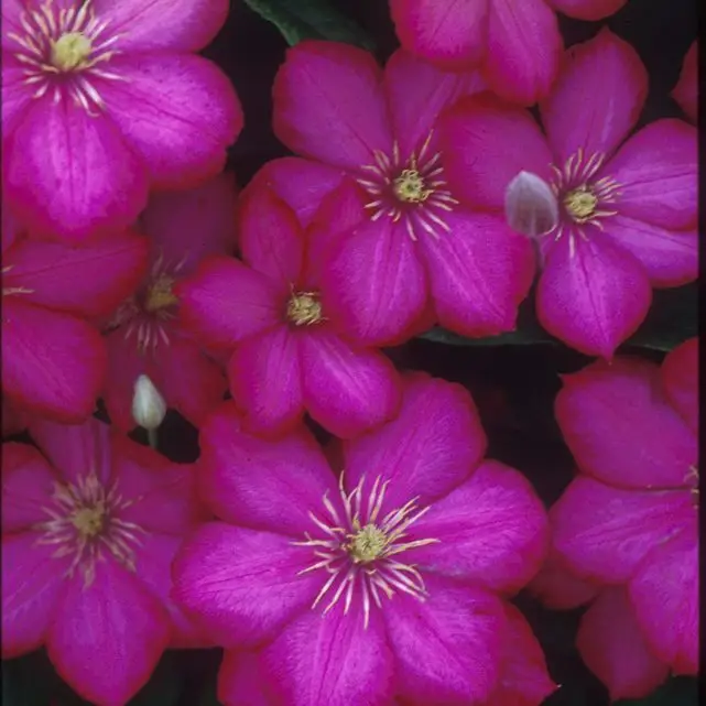 Ville de Lyon Clematis