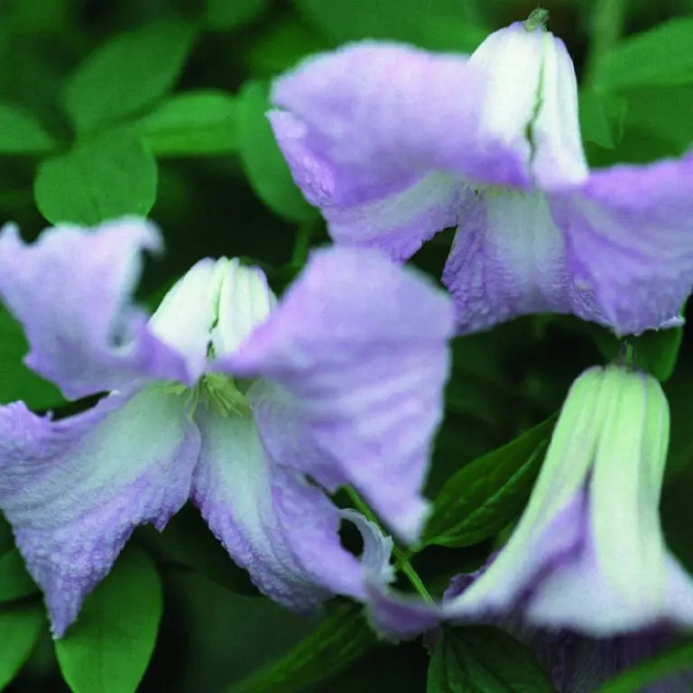 Viticella Betty Corning Clematis