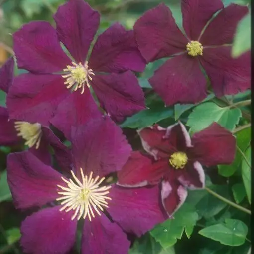 Viticella Etoile Violette Clematis