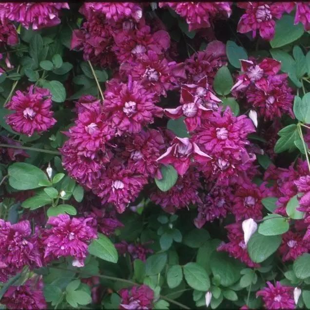 Viticella Purpurea Plena Elegans Clematis