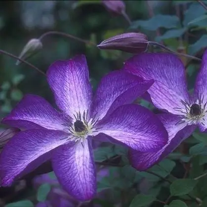 Viticella, Venosa Violacea Clematis