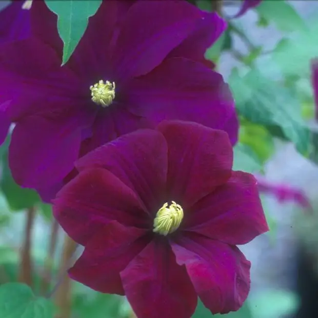 Warsaw Nike Clematis