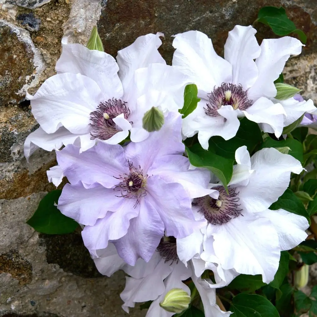 Clematis Elize EviGsy158 (11)