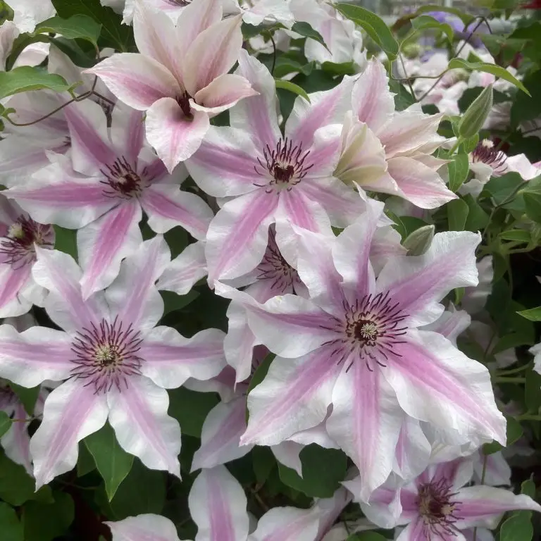 CLEMATIS ITHEMBA