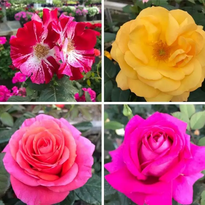 Donahue's Greenhouse Roses