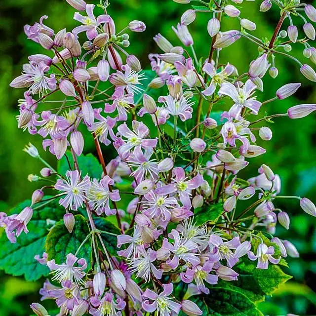 Heracleifolia - Mrs Robert Brydon Clematis
