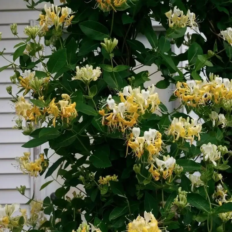 Honeysuckle Scentsation