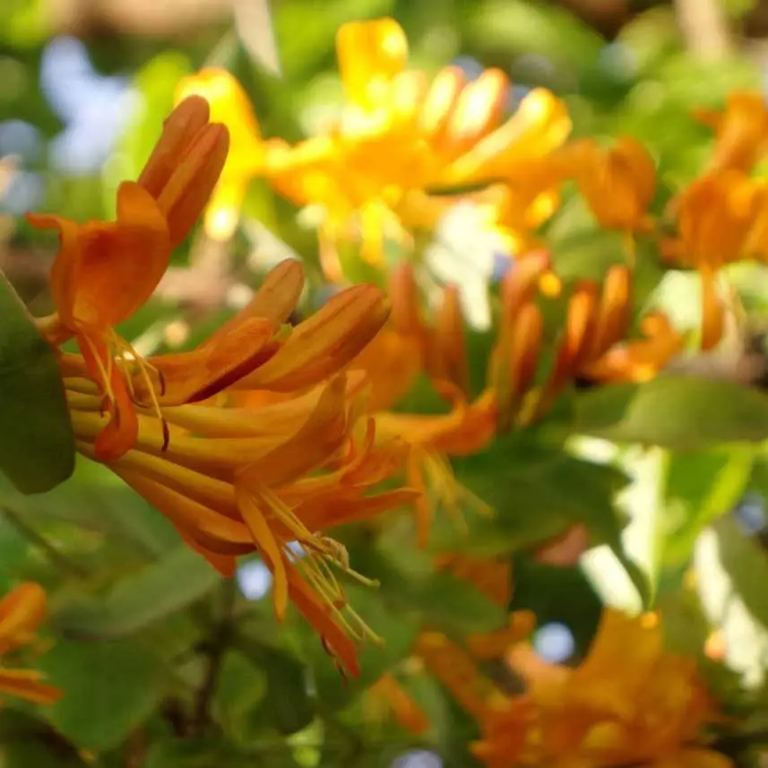 Mandarin Honeysuckle