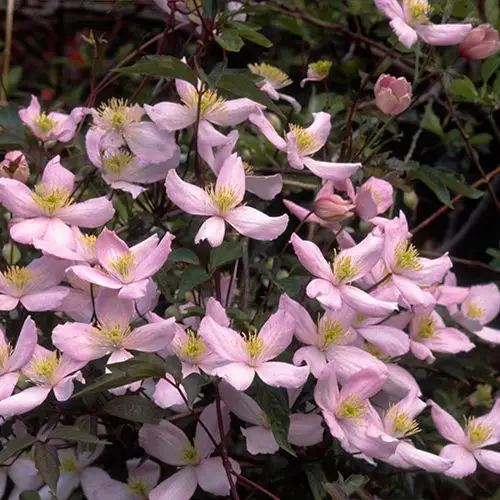 Montana Elizabeth Clematis