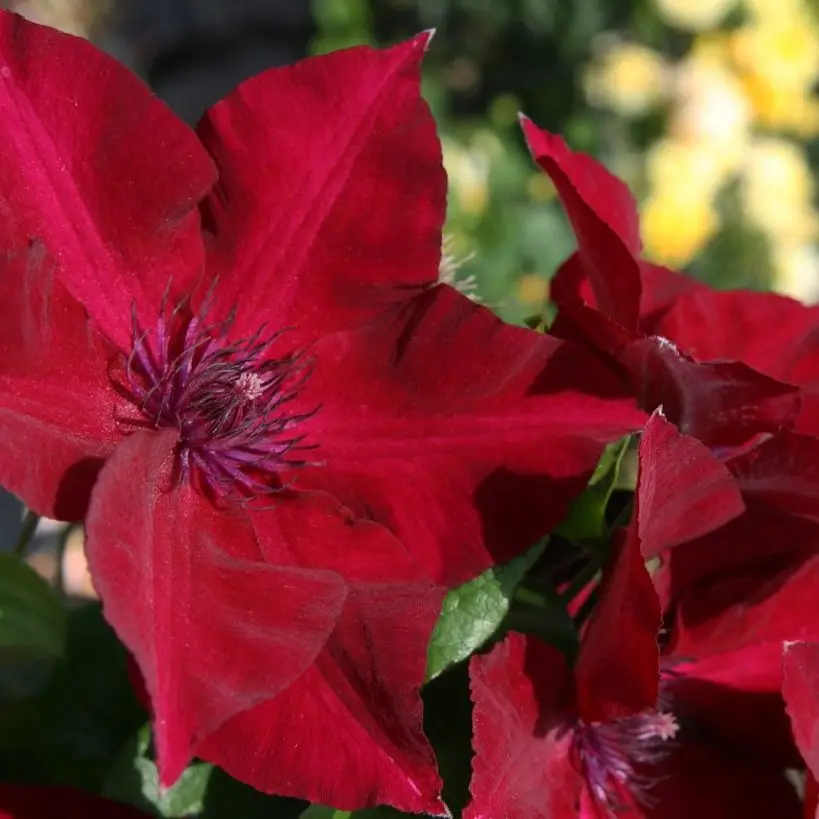 Nubia Evipo079 Clematis