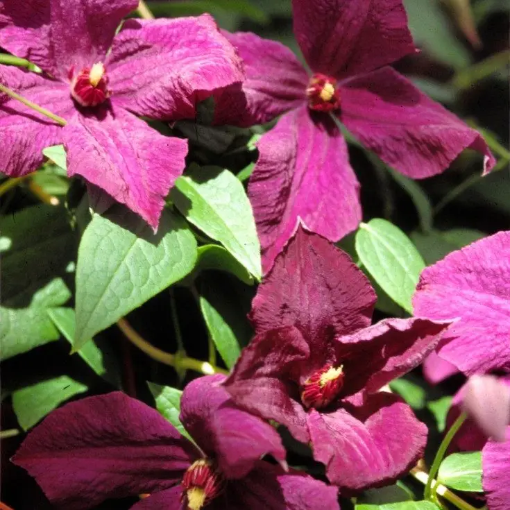 Viticella Polish Spirit Clematis