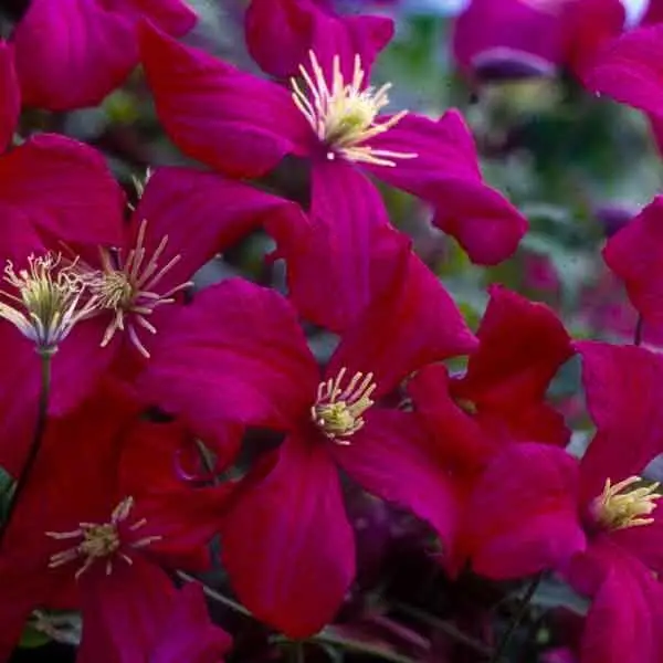 Viticella, Mme Julia Correvon Clematis