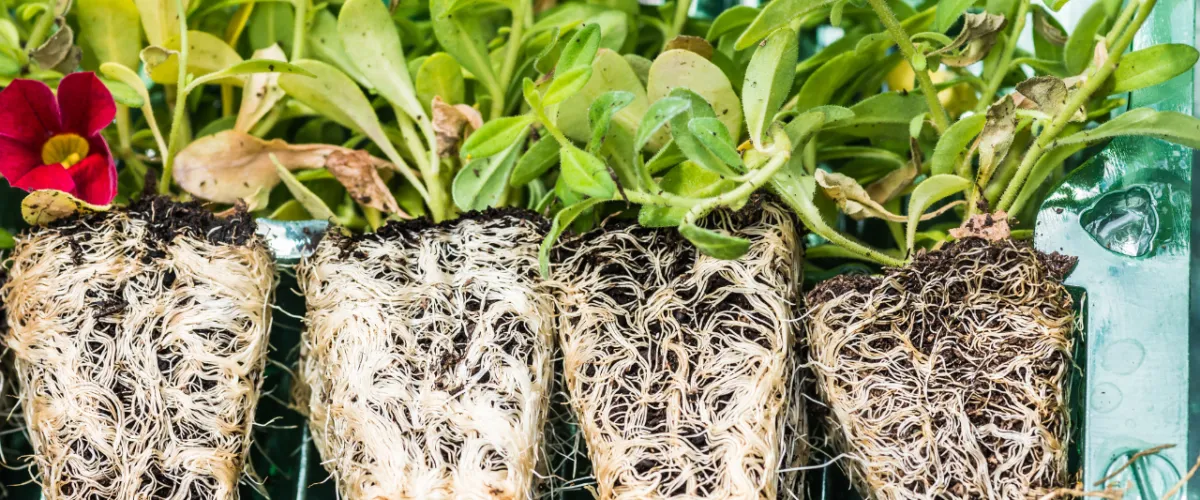 hydronic growing systems