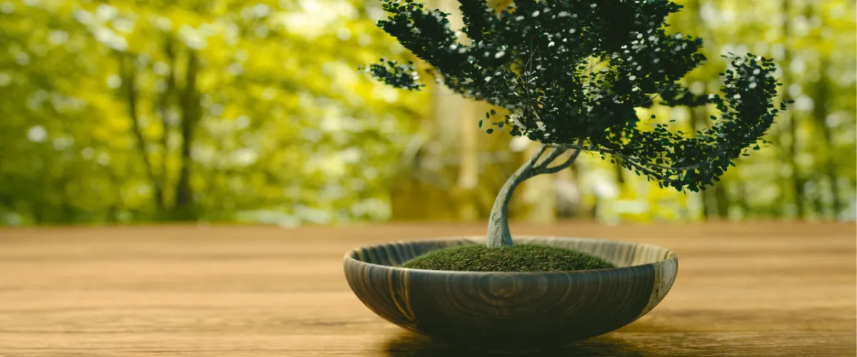 Complete Bonsai Tree Kits: Essential Tools for Aspiring Enthusiasts