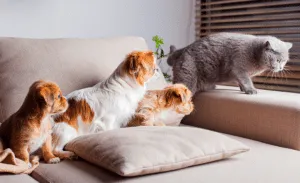 Pets and Air Filter