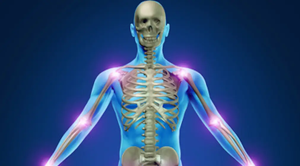 Human skeleton highlighting joint pain