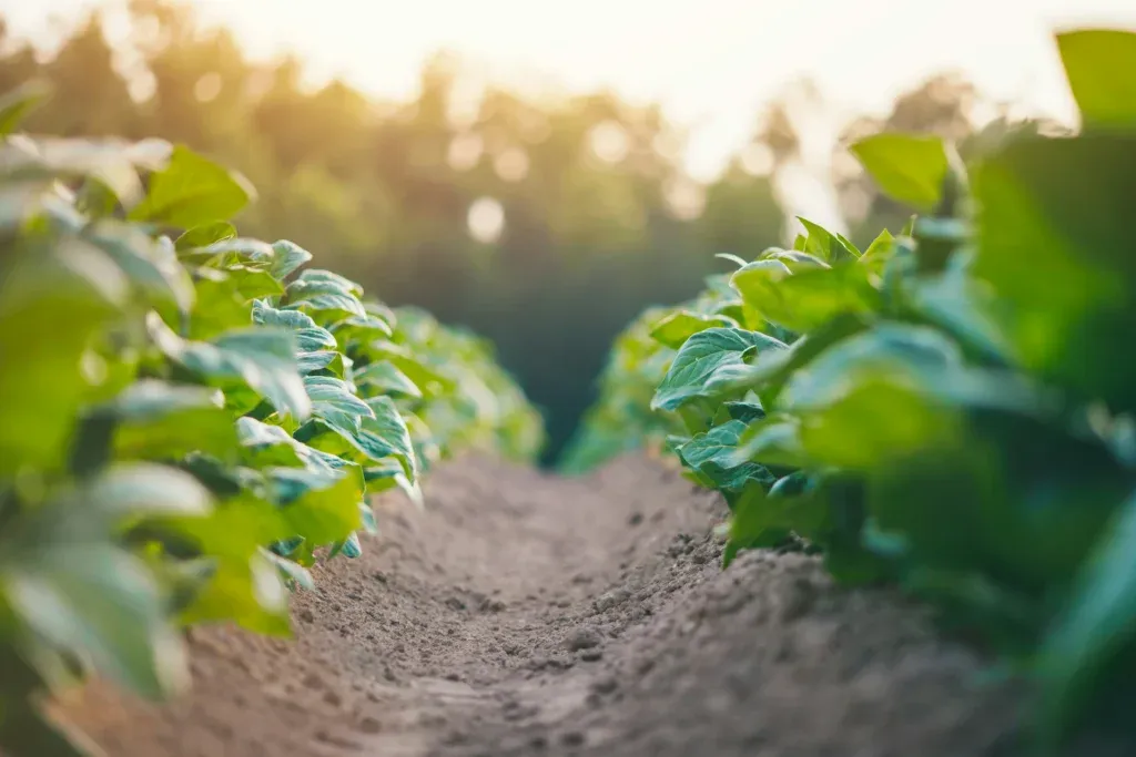 How Dangerous is Roundup in Texas? Find Out Now 3 The TDA's Stance On The Health Risks Of Roundup