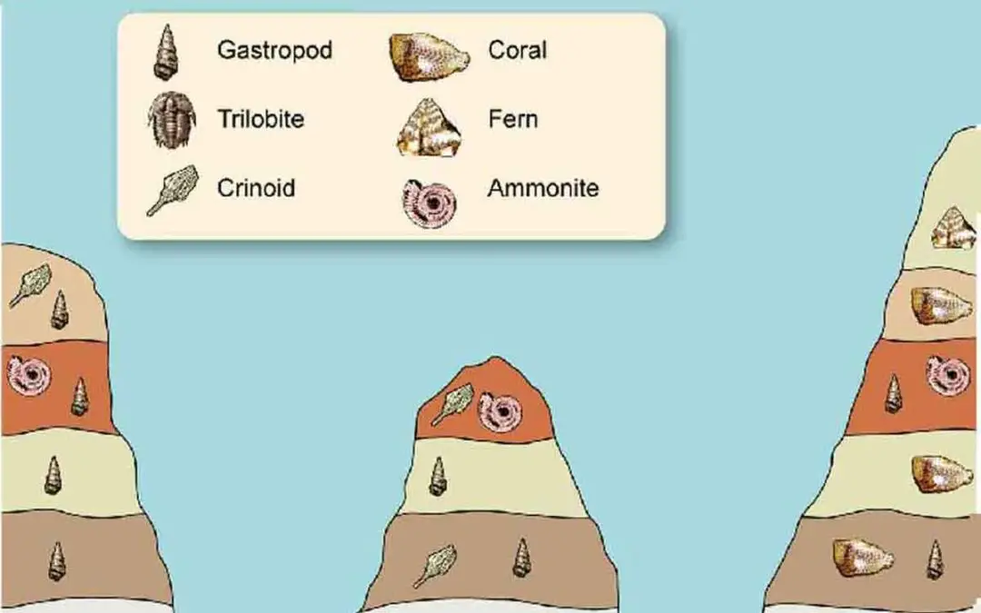 biostratigraphy