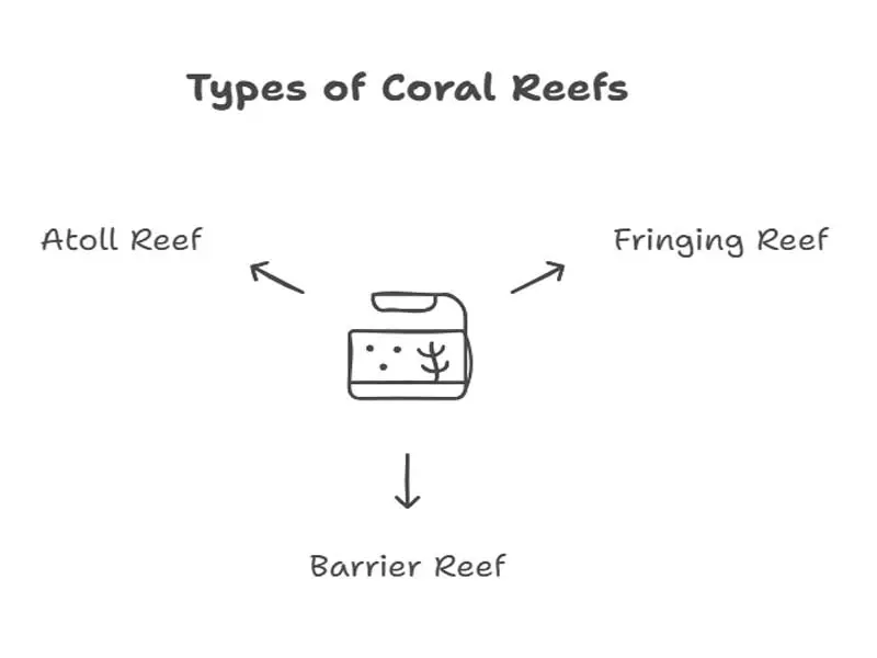 Types of Coral Reef