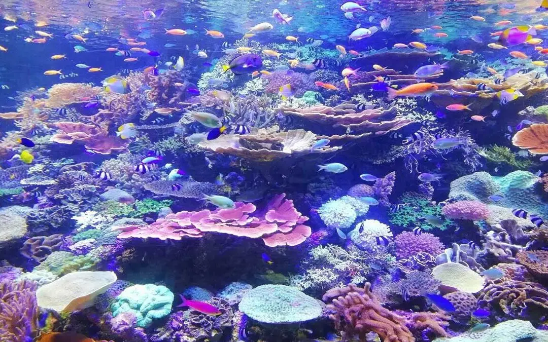 coral-reef