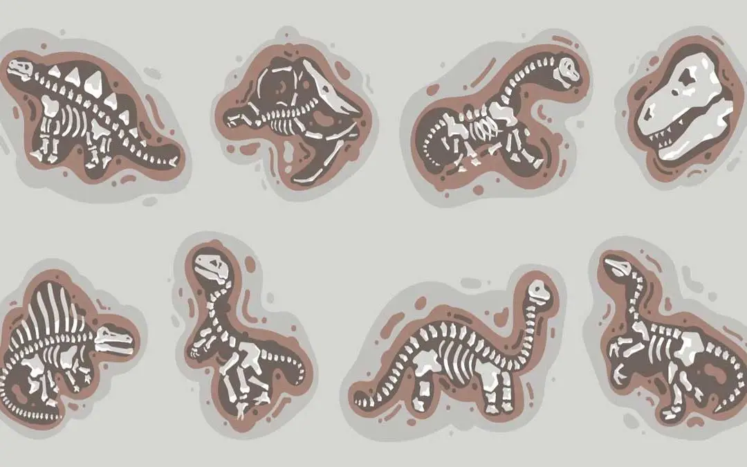 preservation-of-fossil
