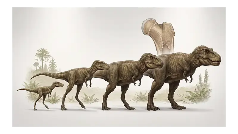 Growth and Life Cycle of Tyrannosaurus