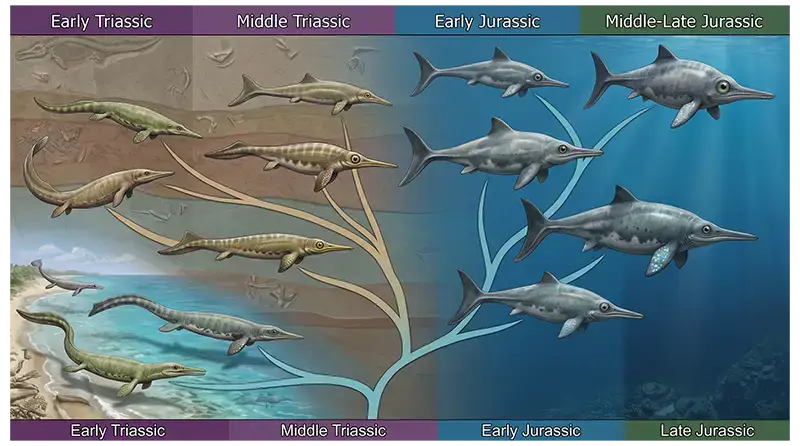 Ichthyosaurus evolution showing early ichthyosaur relatives developing streamlined bodies and specialized swimming adaptations