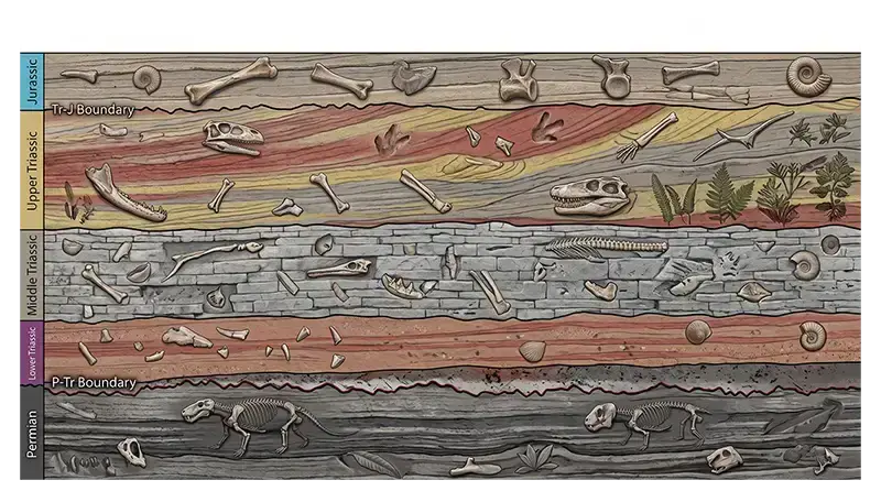Triassic geological rock layers containing fossils from different stages of the period