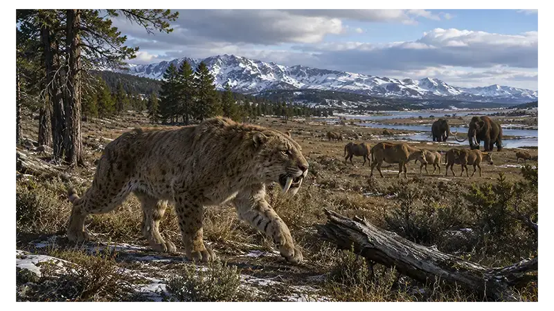 Where and When Did Sabertooths Live?
