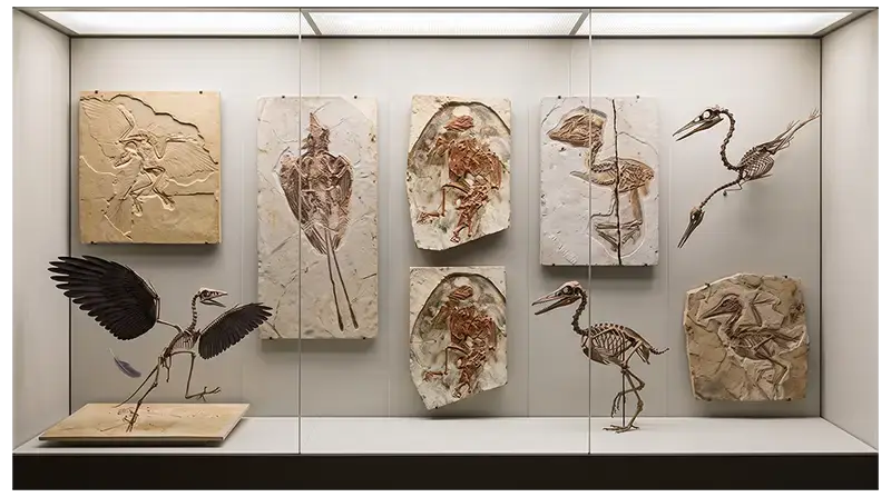 Fossil specimens of Archaeopteryx, Confuciusornis, Ichthyornis, and other avian dinosaurs