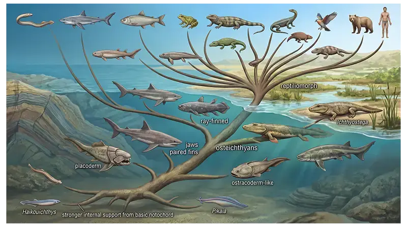 Chordate evolution from early Cambrian marine forms to diverse vertebrates through branching evolutionary lineages