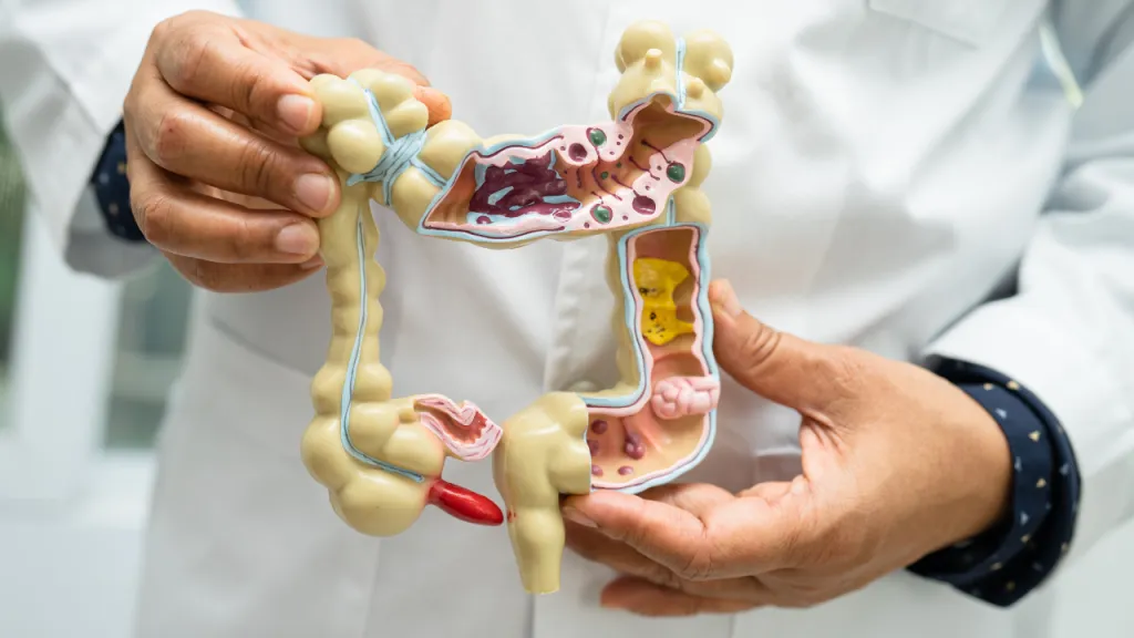 Liver Organ