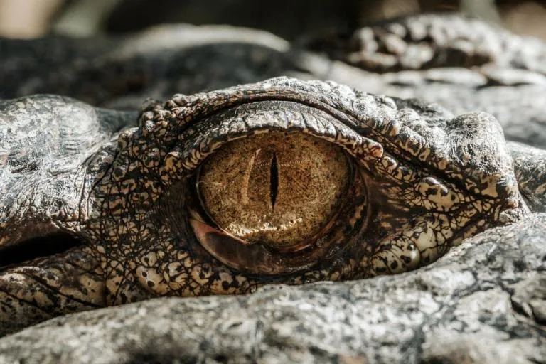 Körperwunder: Augenblick mal