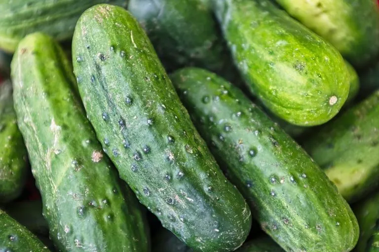 Schon gewusst? Die Gurke…
