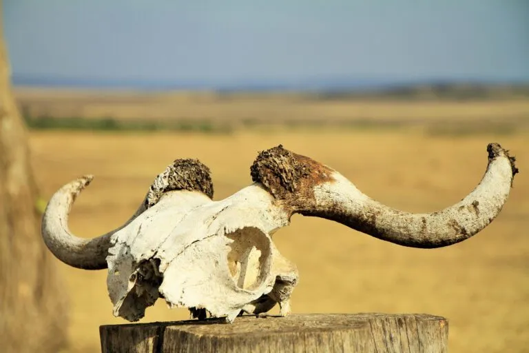 antler on wood