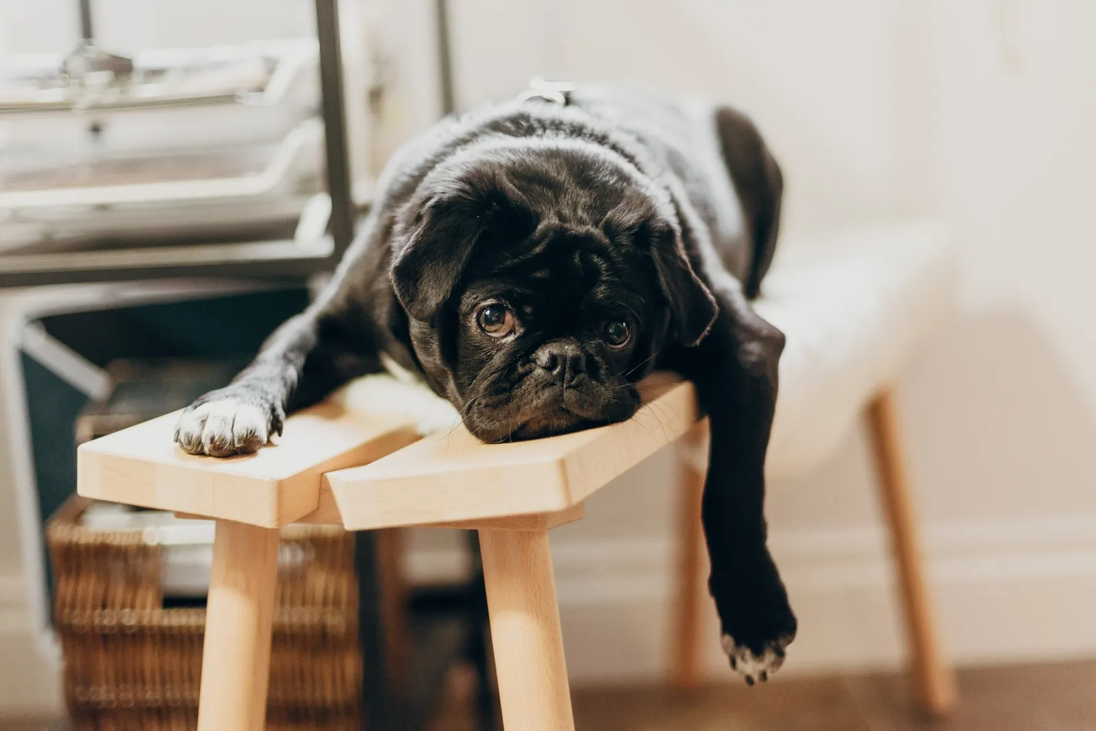 Tipps - schwarzer gelangweilt dreinblickender Hund auf einem Holzhocker