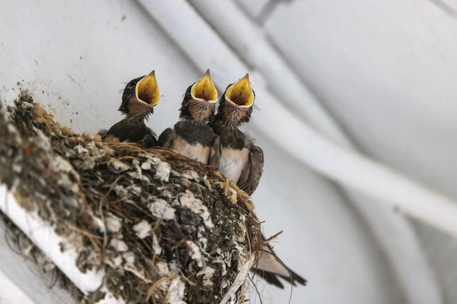 Free stock photo of swallow