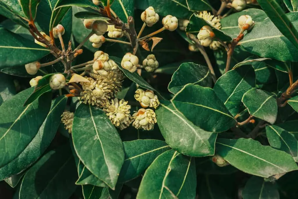 Hoe diep Laurier planten