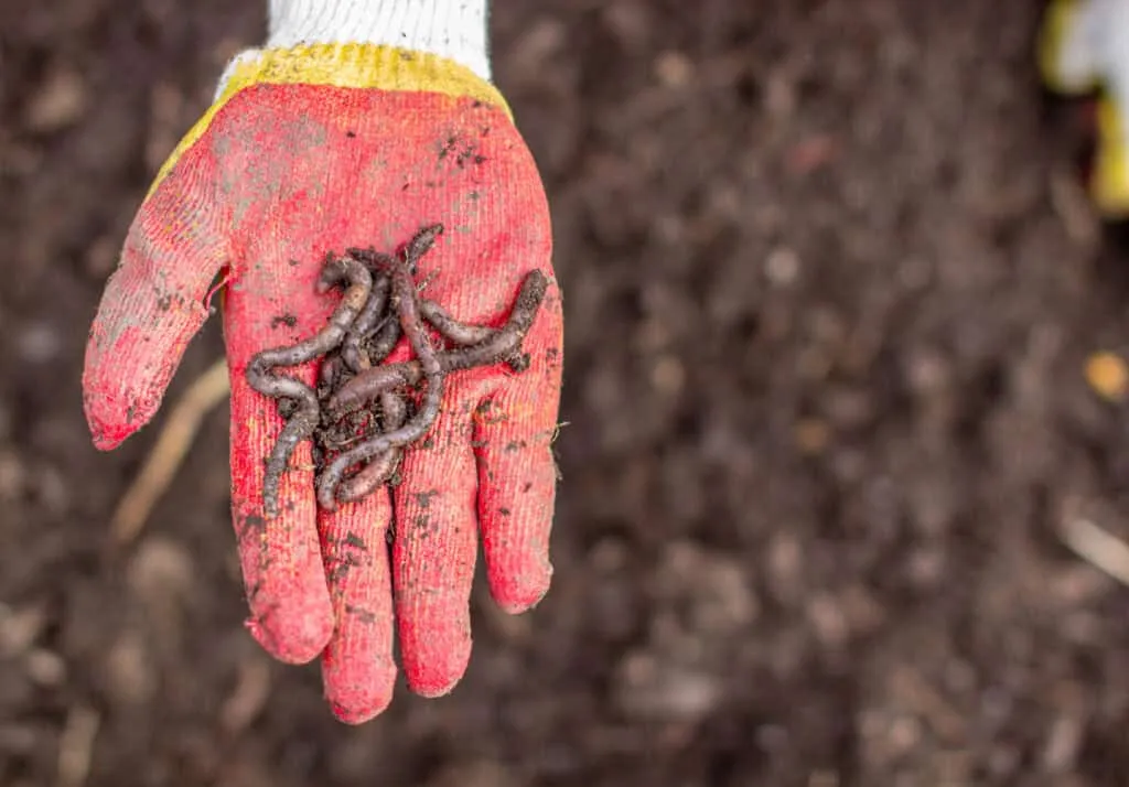 Hoe planten wormen zich voort?