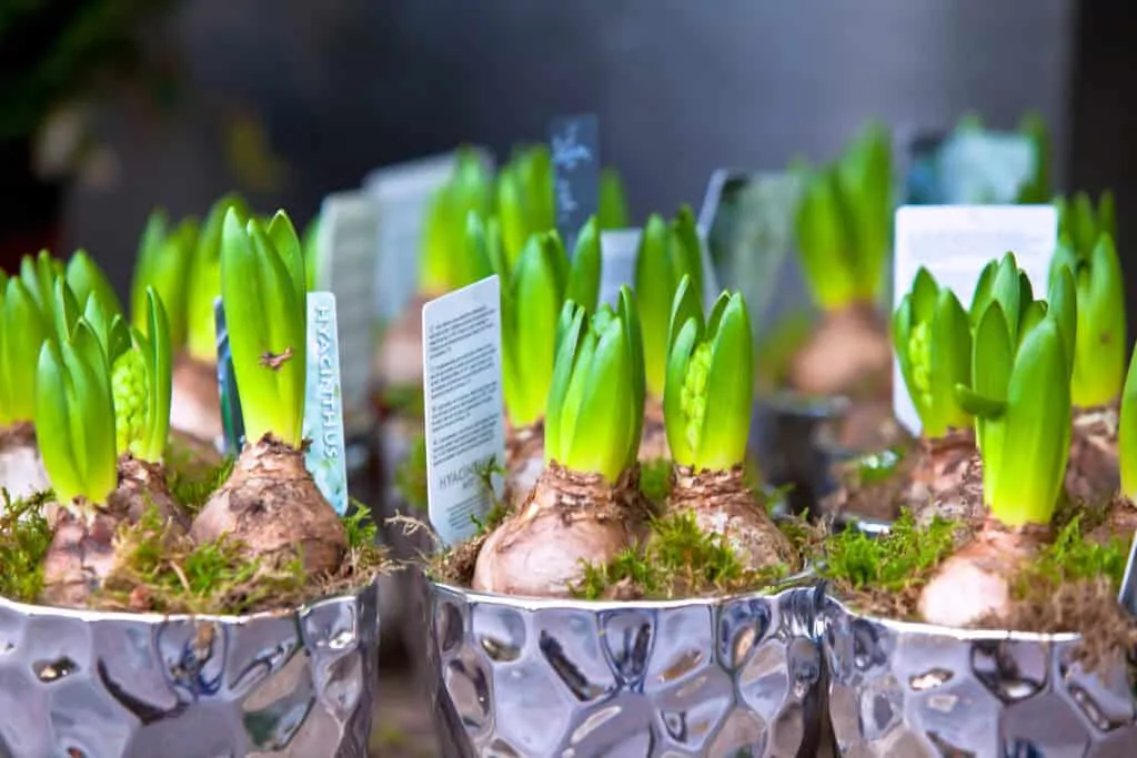 Wanneer Iris Bollen Planten?