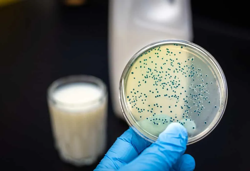 Hoe planten bacteriën zich voort?