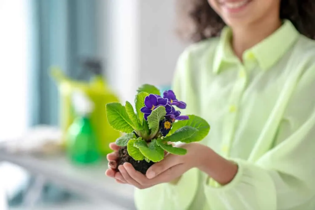 Wanneer viooltjes planten?