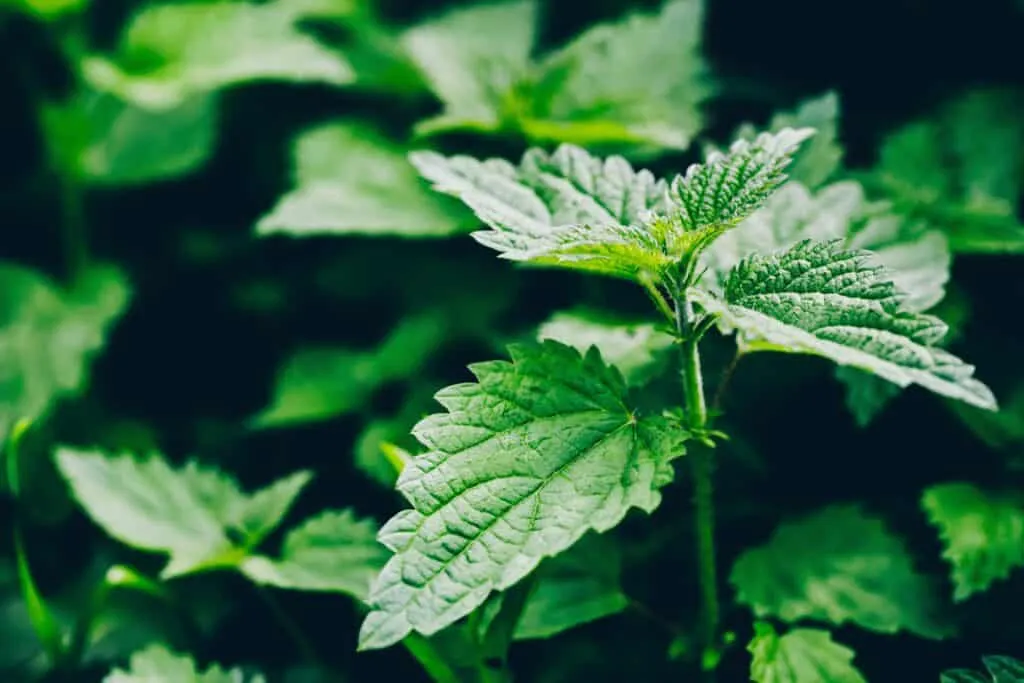 Welke plant helpt tegen brandnetels?