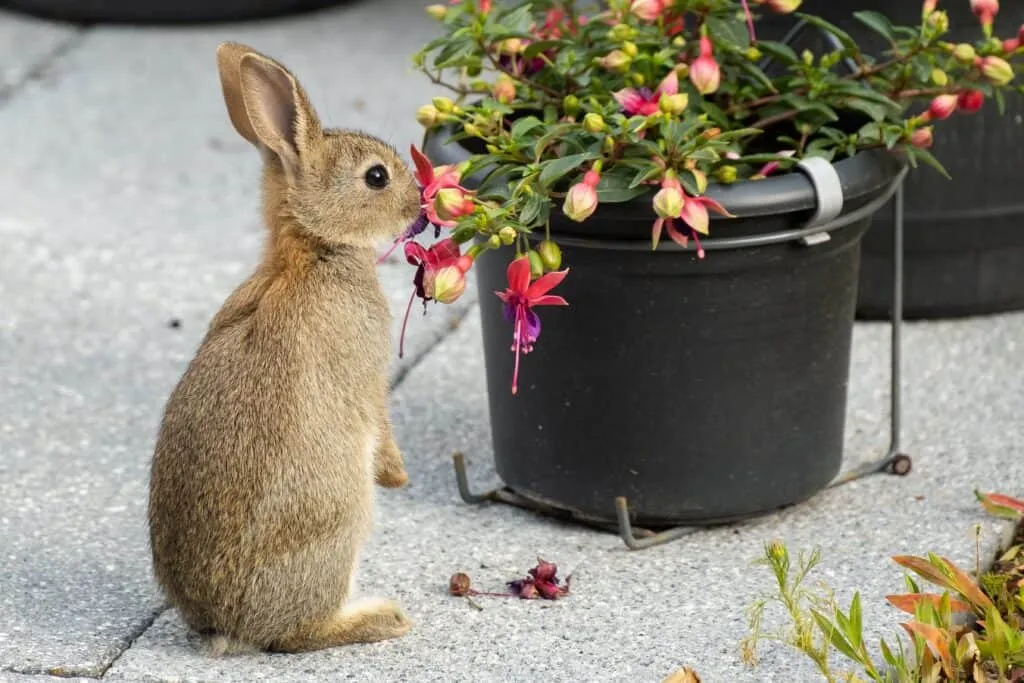 Welke planten eten konijnen niet?