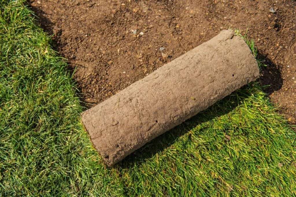 Moet u de grasmat na het leggen oprollen?