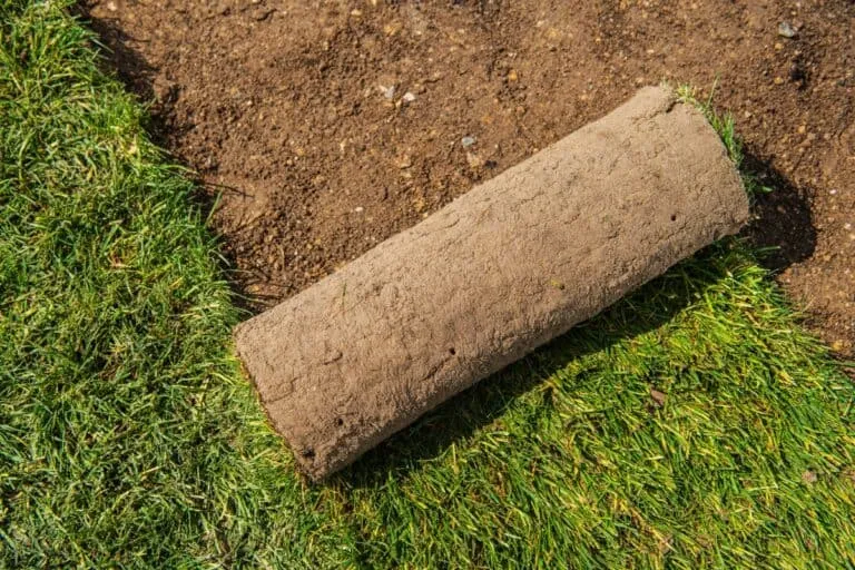 Moet u de grasmat na het leggen oprollen?