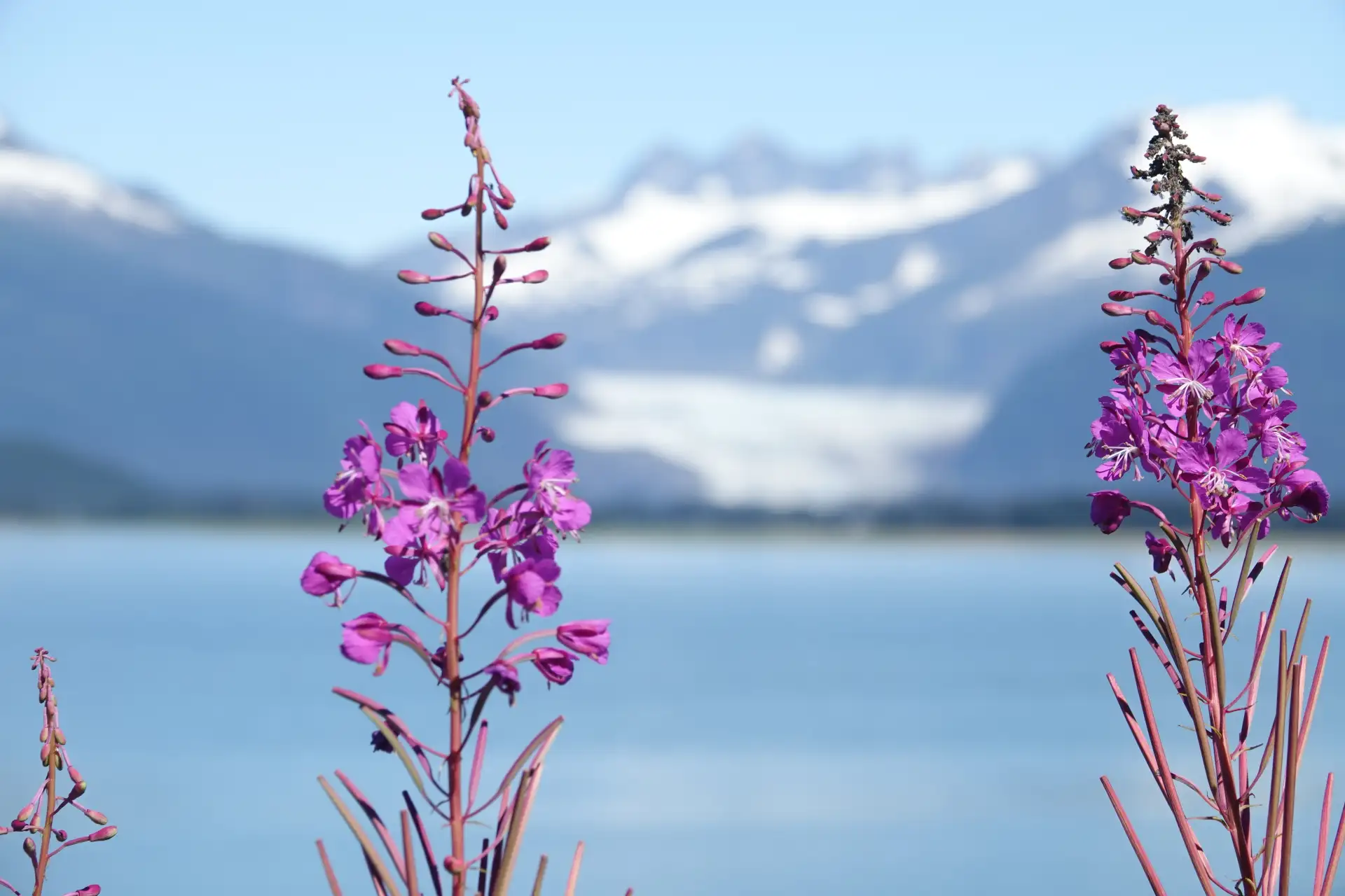 Top 10 Alaskan Tours You Can’t Miss: A Complete Guide for Travelers 1 Bright pink fireweed blooming near the water with Mendenhall Glacier and snow-capped mountains in the background.