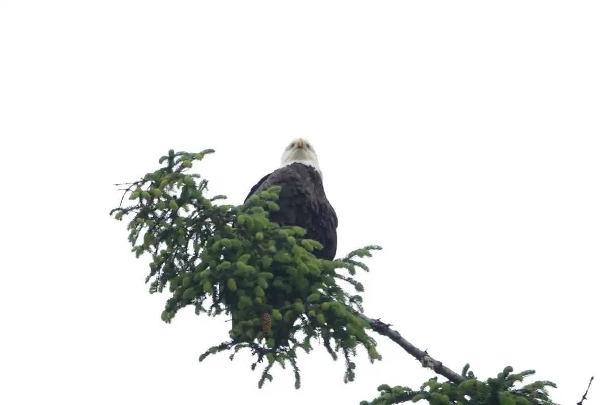 Eco-Friendly Tours in Juneau Alaska: Travel Green with iRide 4 Bald eagle perched in a conifer tree, a common sight on Juneau Alaska tours.